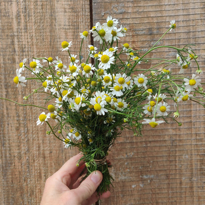 Fresh Herb CSA Share