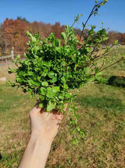Chickweed leaf and flower