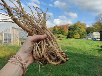 Chicory root