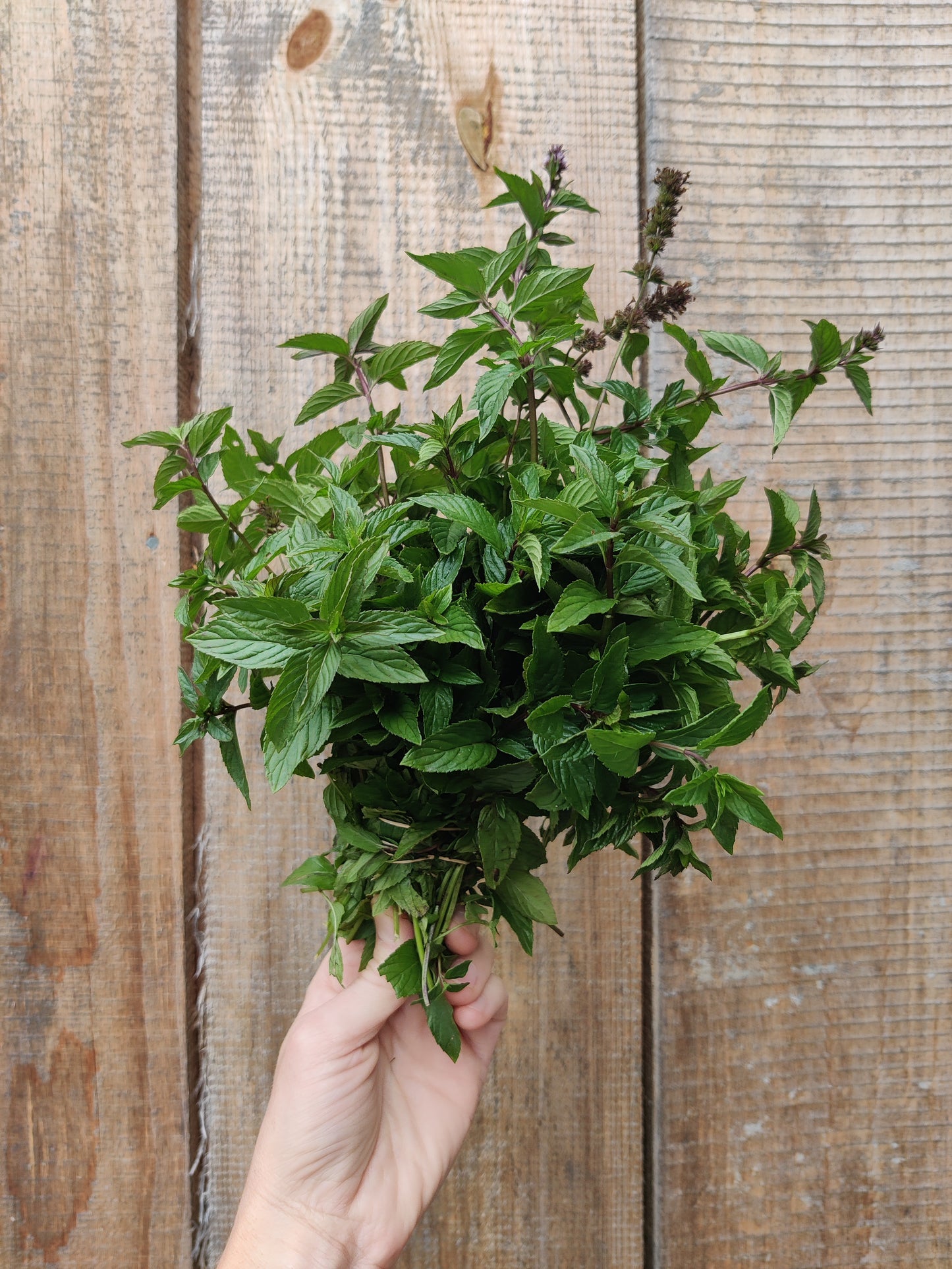 Chocolate mint