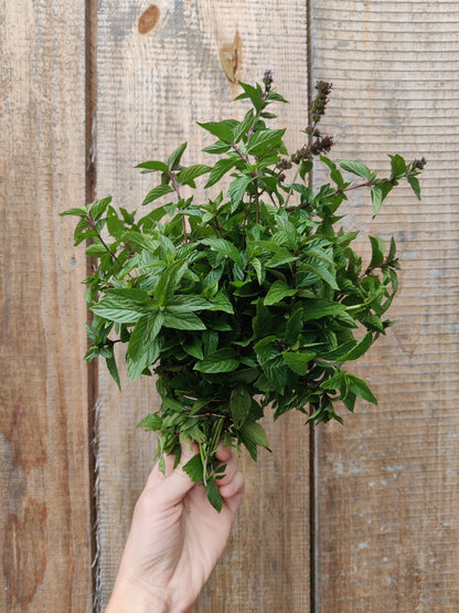 Chocolate mint