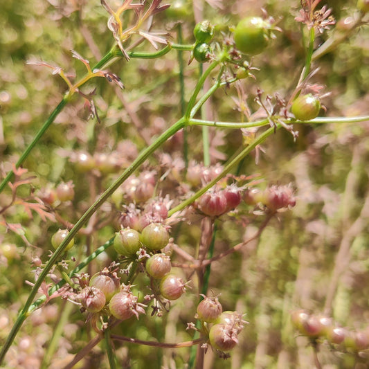 Coriander Green Seed