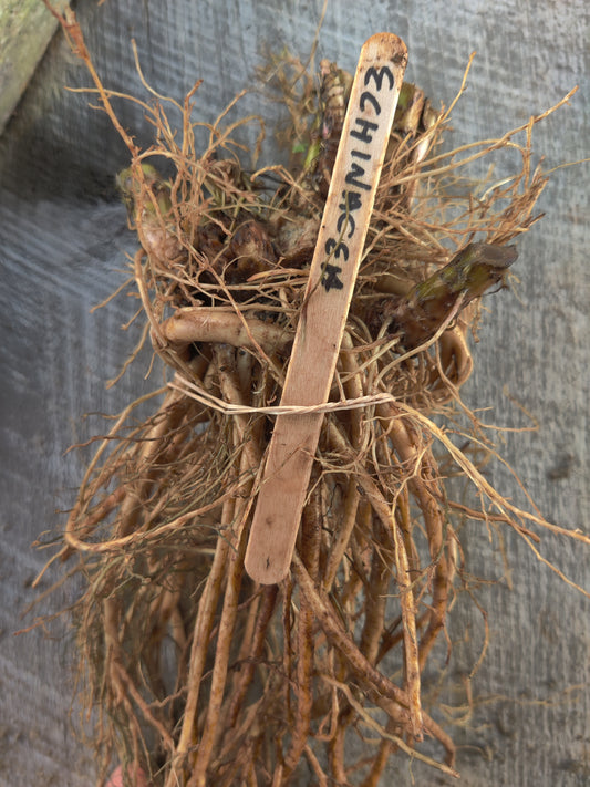 Echinacea root