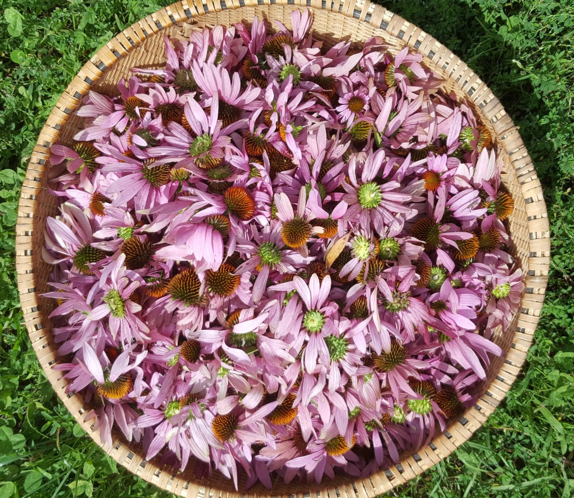 Echinacea blossoms