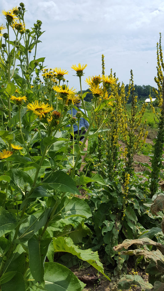 Elecampane