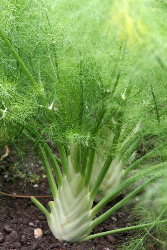 Fennel bulb