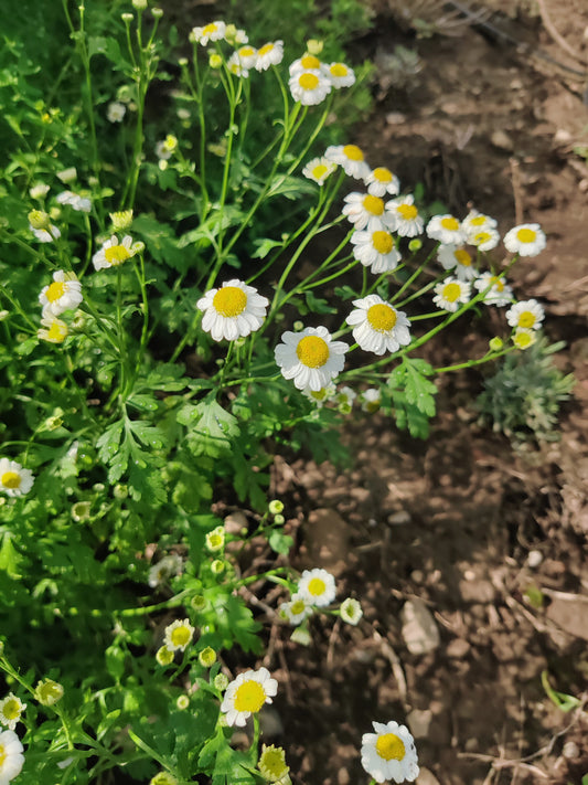 Feverfew