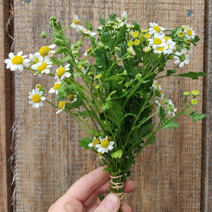 Feverfew leaf/flower
