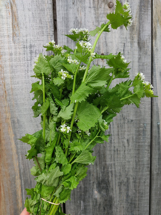 Garlic mustard
