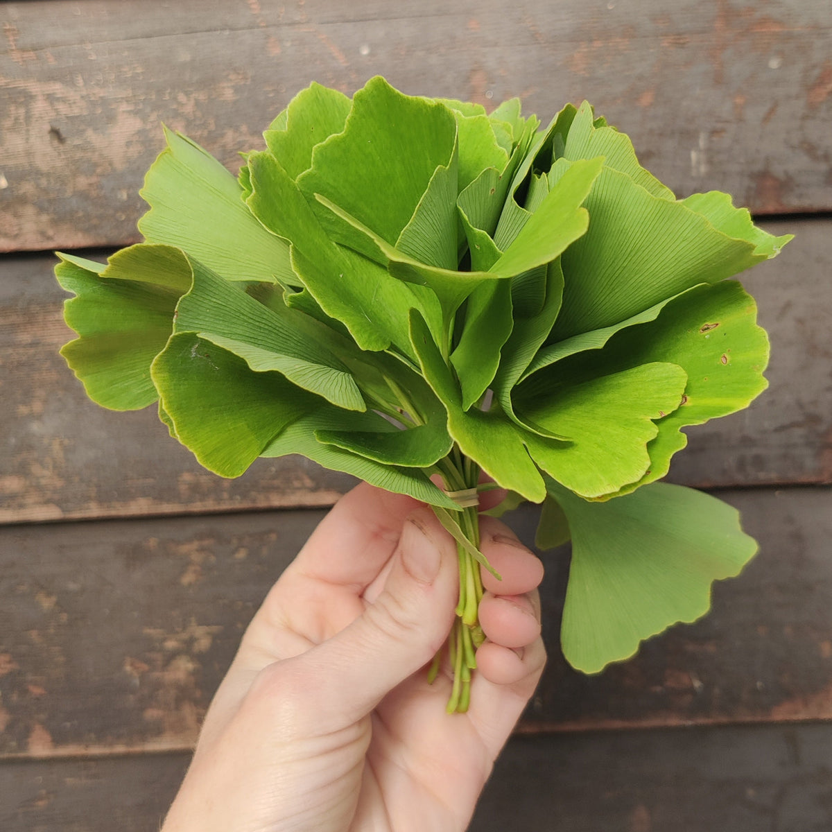 Ginkgo