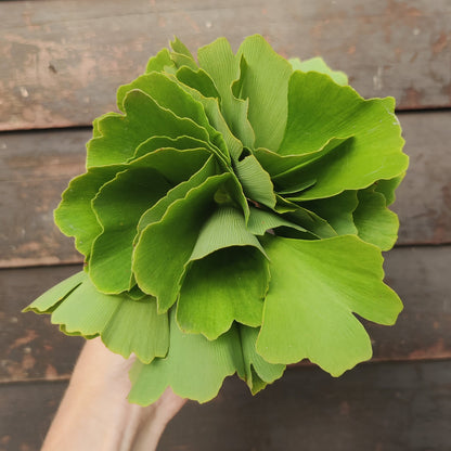 Ginkgo