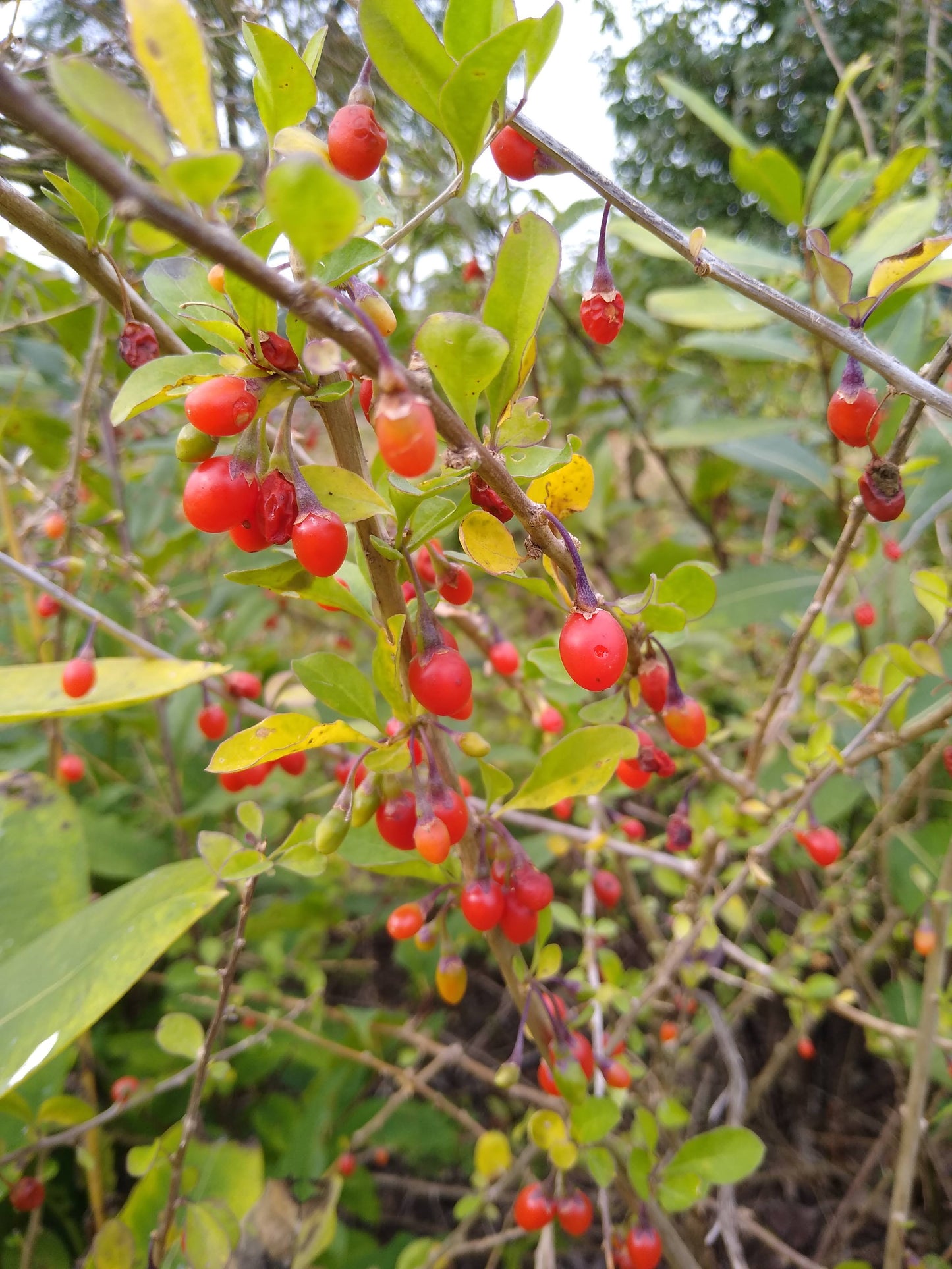 Goji Berry