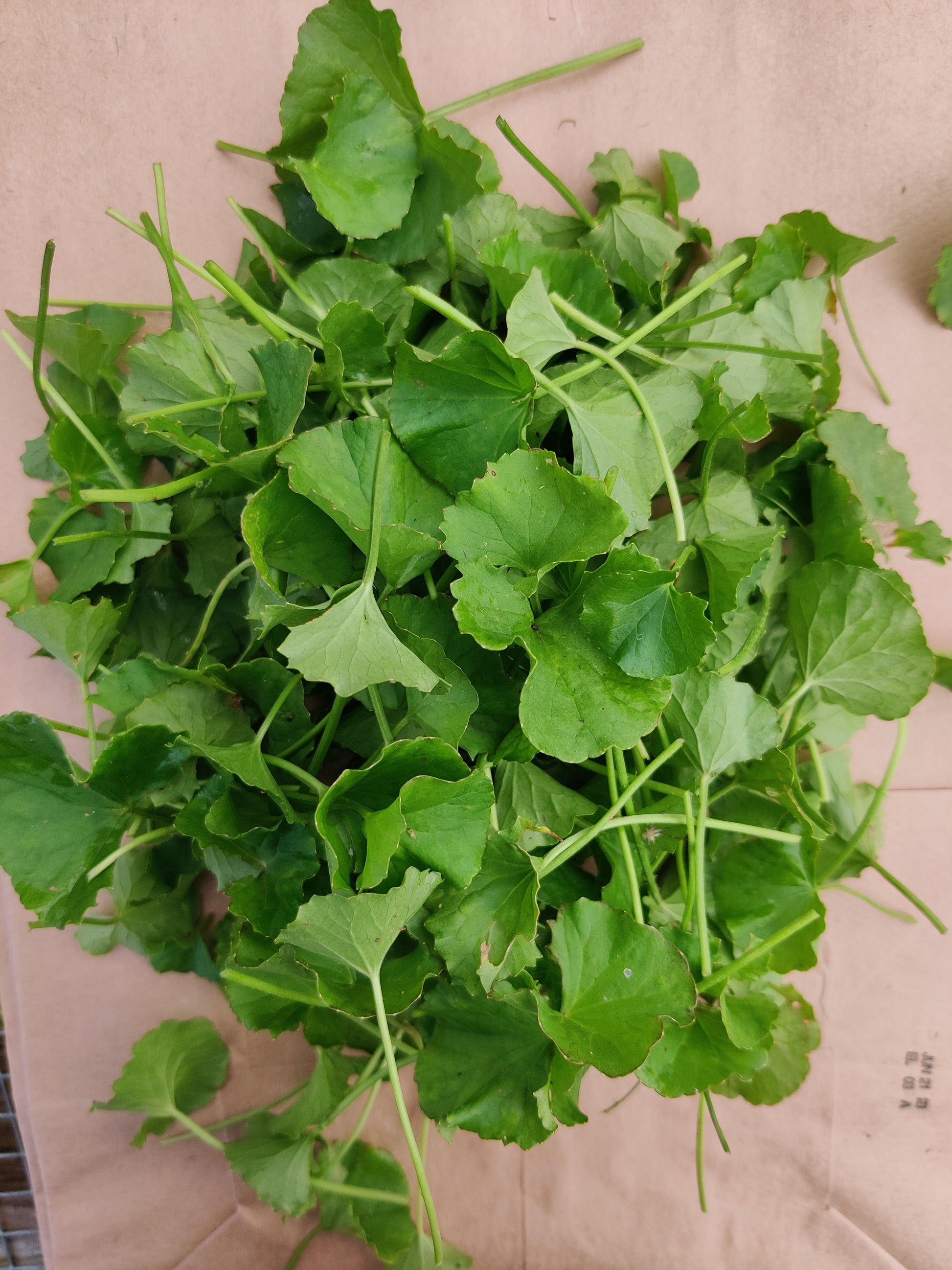 gotu kola indoor plant Gotu Kola