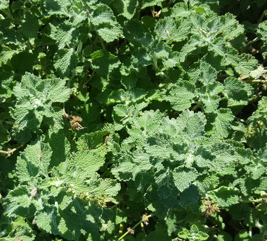 Horehound