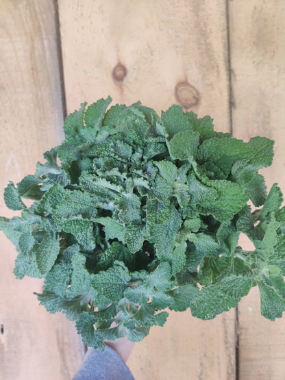 Horehound