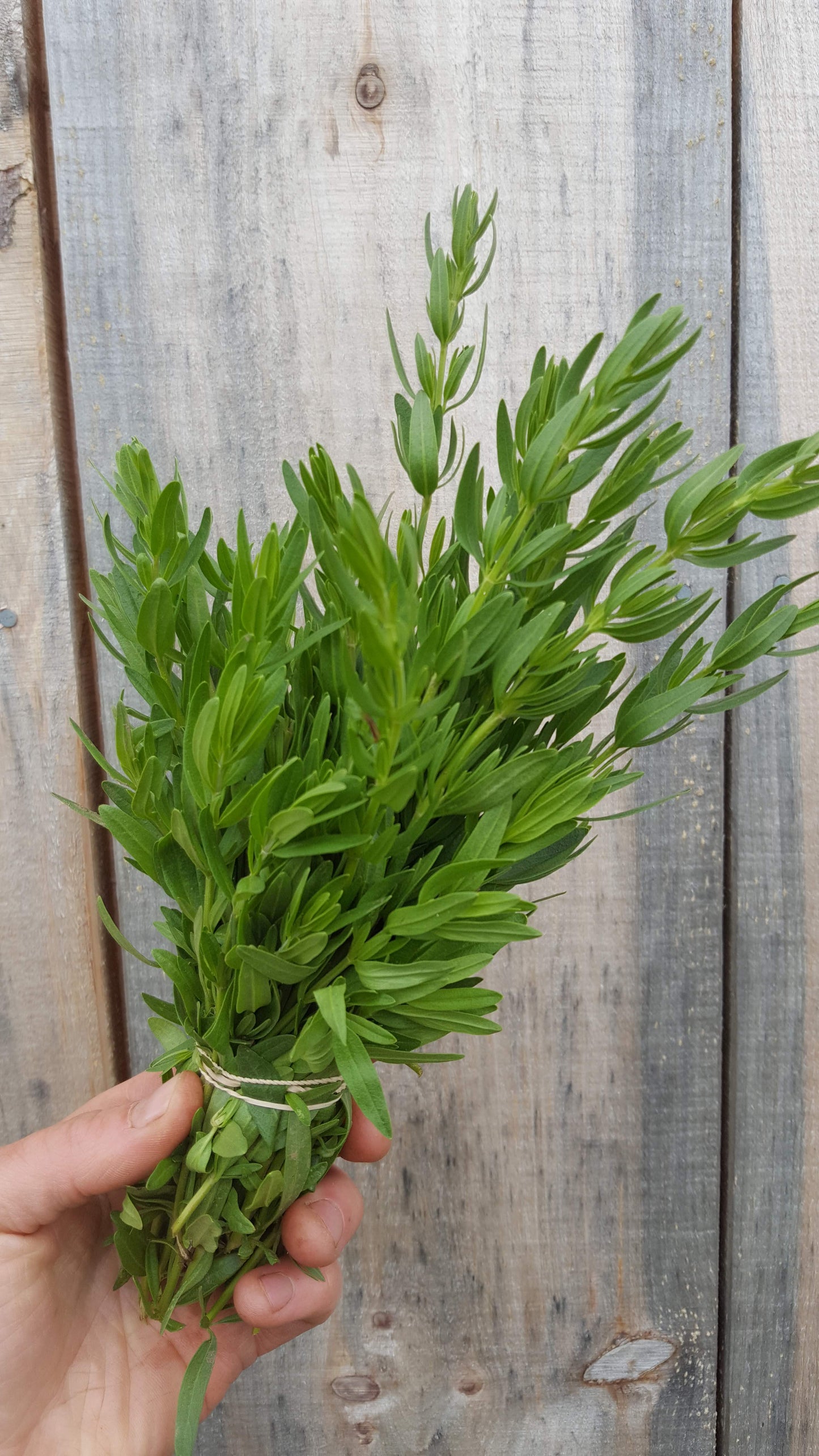 Hyssop