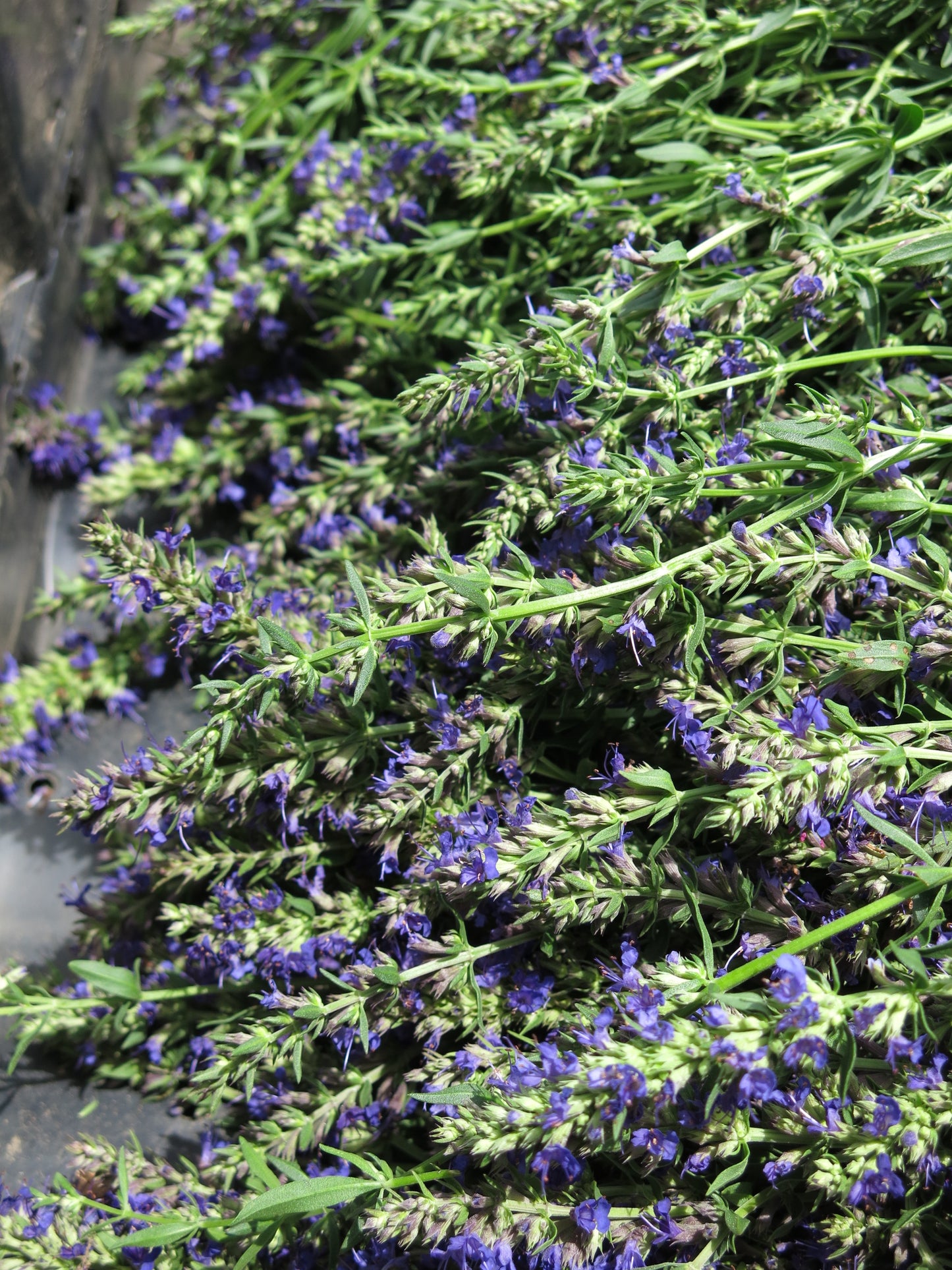 Hyssop