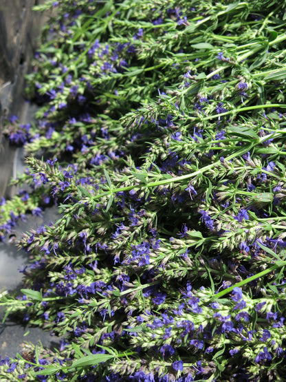 Hyssop