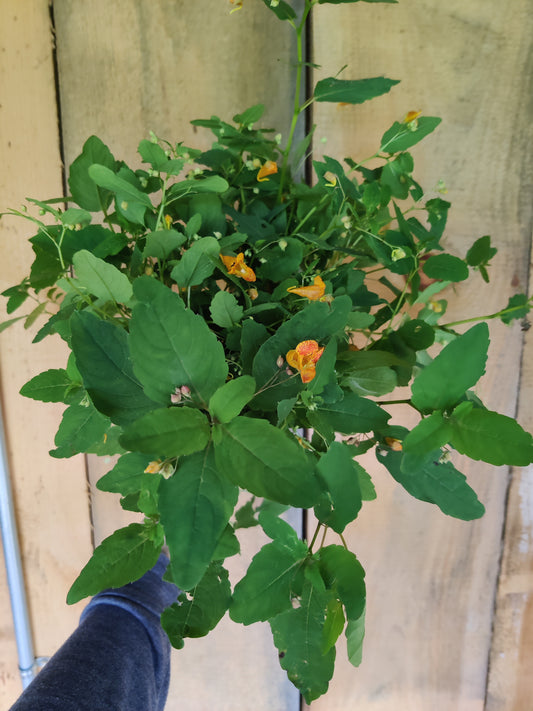 Jewelweed