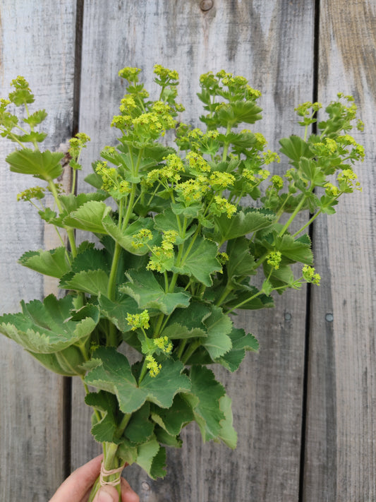 Lady's mantle leaf/flower