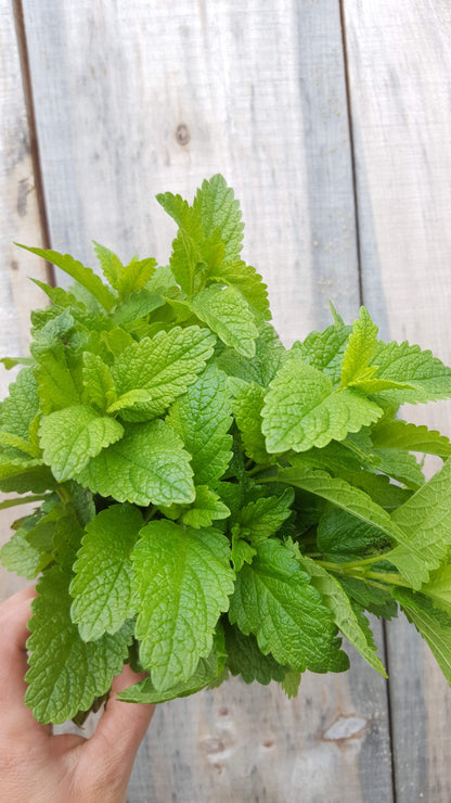 Dried Lemon Balm