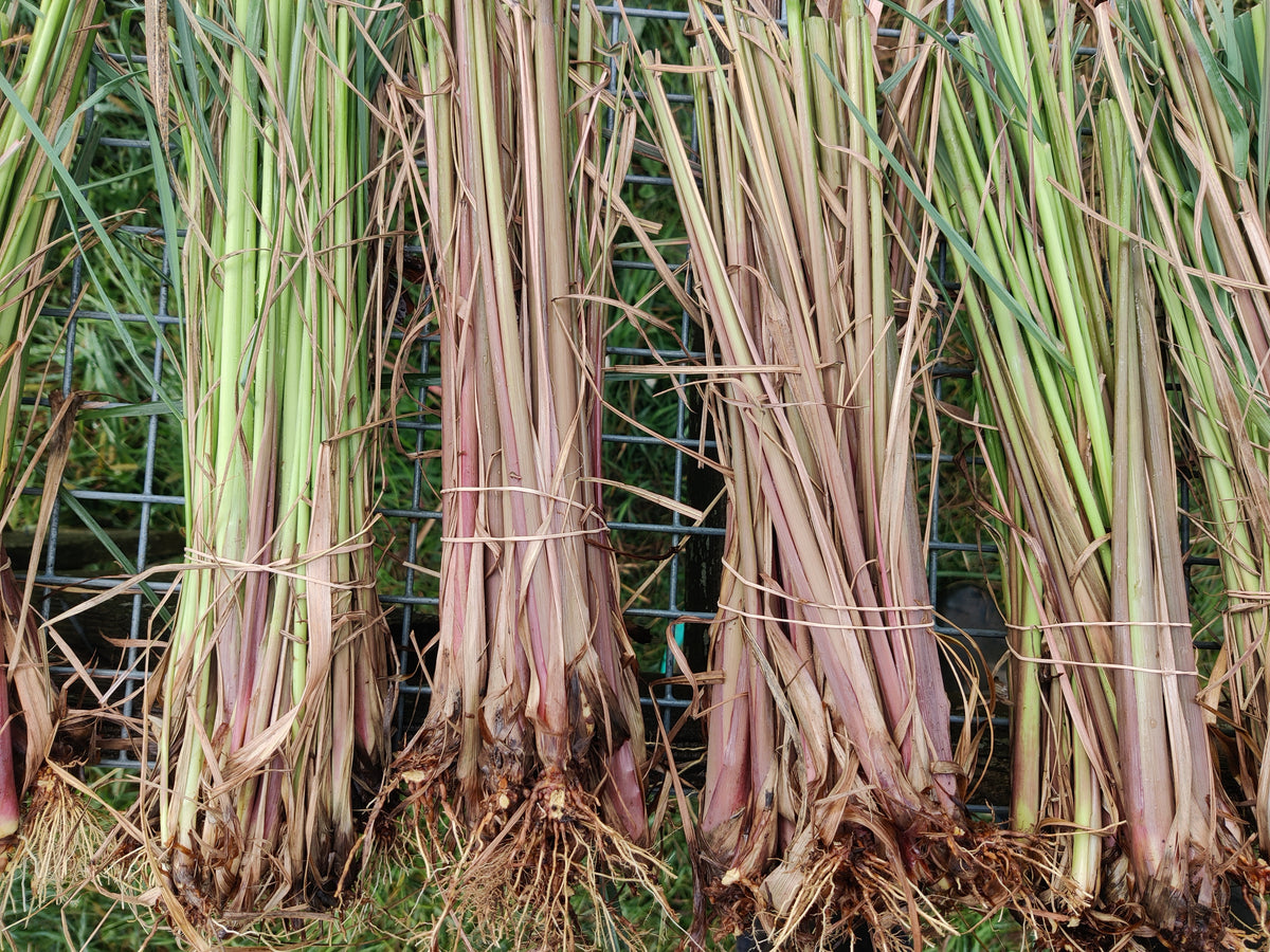 Lemongrass