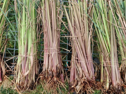 Lemongrass