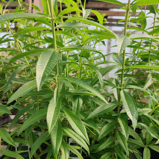 Lemon Verbena