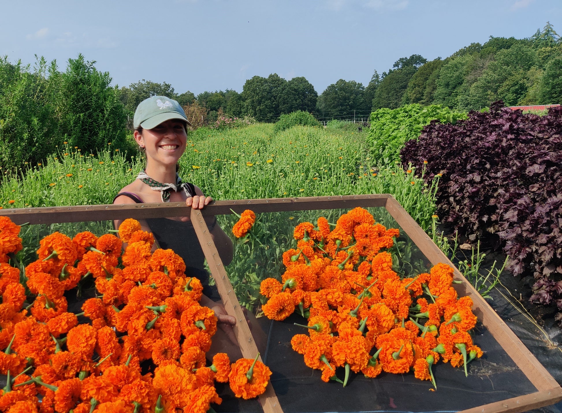 giant orange marigold seeds Marigold (Giant Orange/Yellow 4-pack) – Sawmill Herb Farm