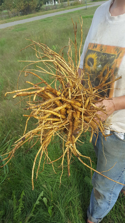Marshmallow root