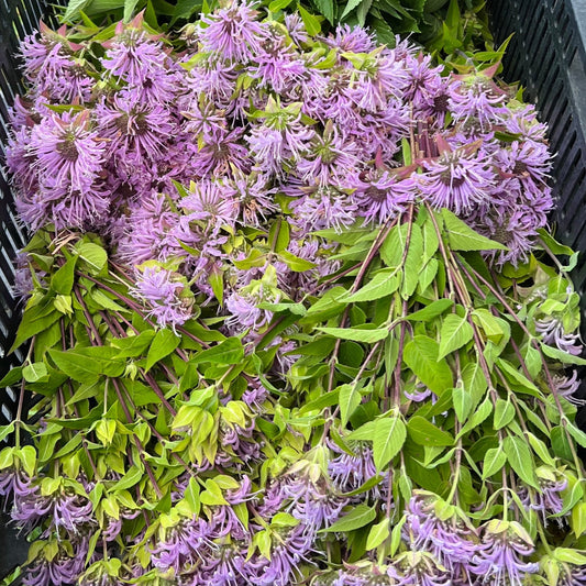 Monarda, Wild Bergamot