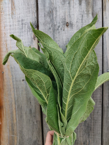 Mullein