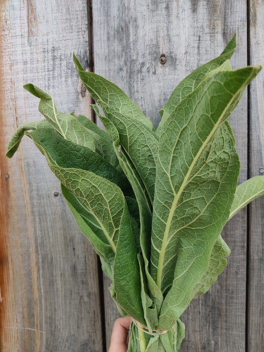 Mullein leaf