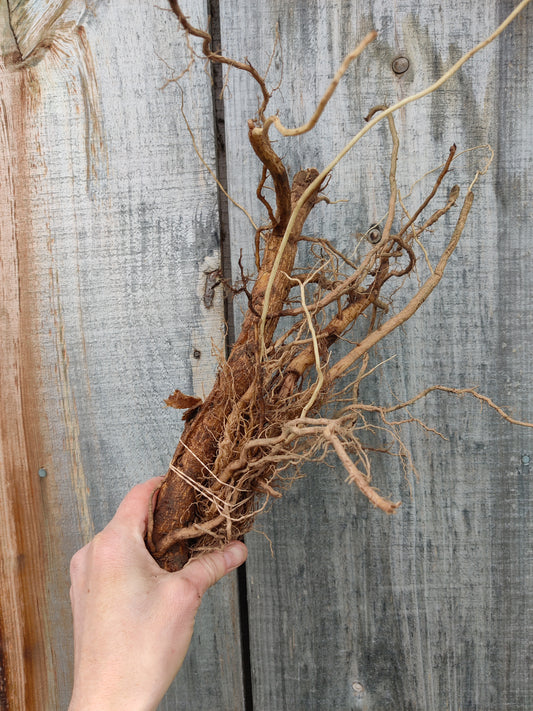 Mullein root