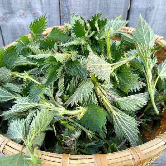 Stinging Nettle leaf