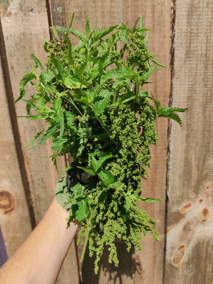 Stinging Nettle seed (green/brown)