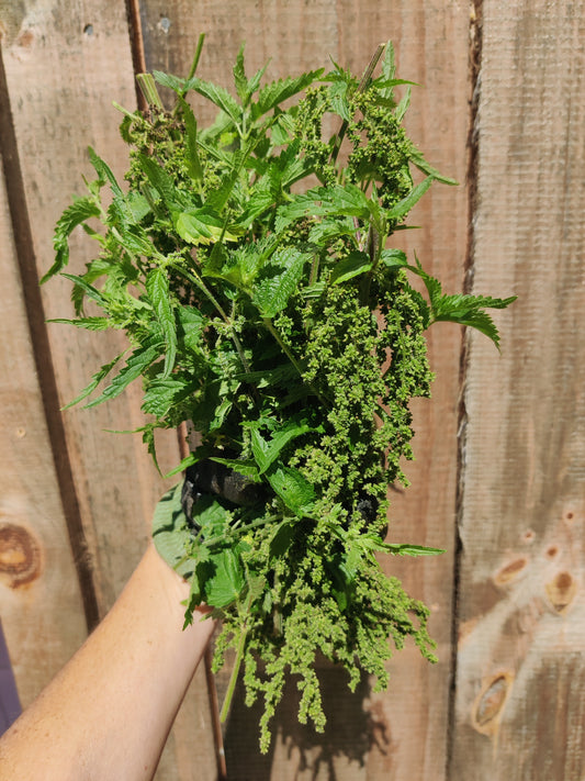 Stinging Nettle seed (green/brown)