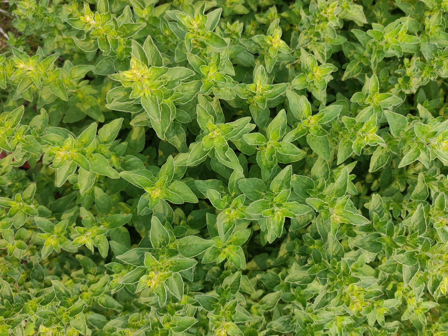 Oregano