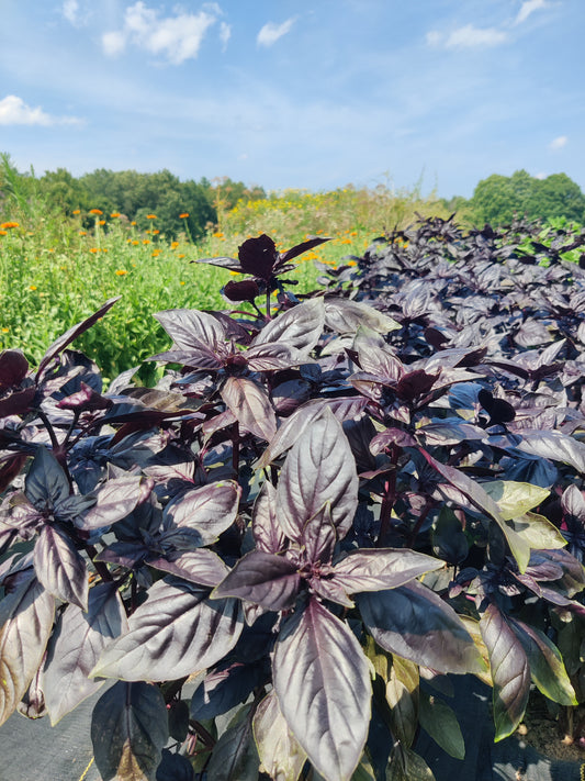 Basil (Red)