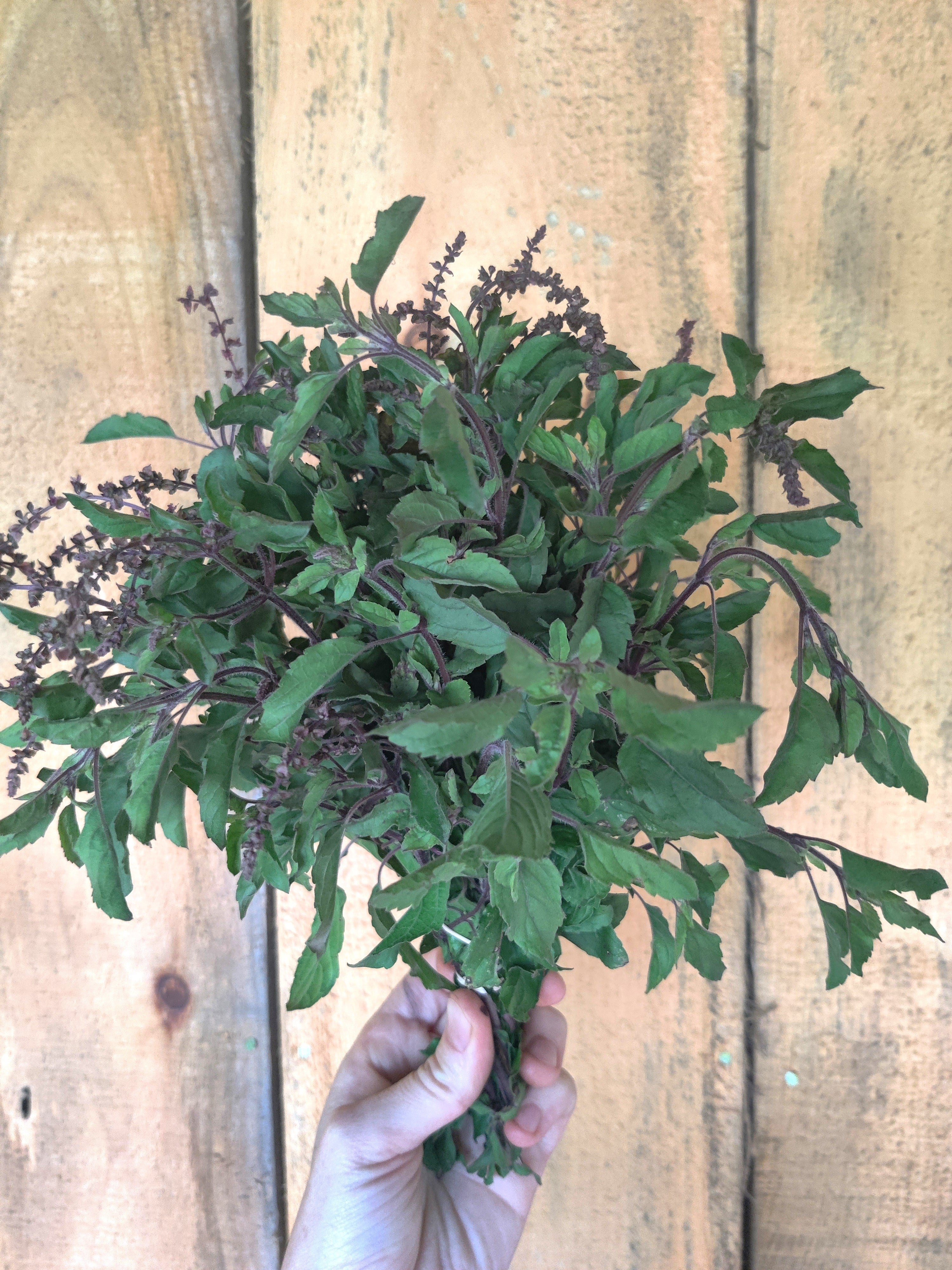 Tulis Rama Rama Tulsi (Rama) – Sawmill Herb Farm