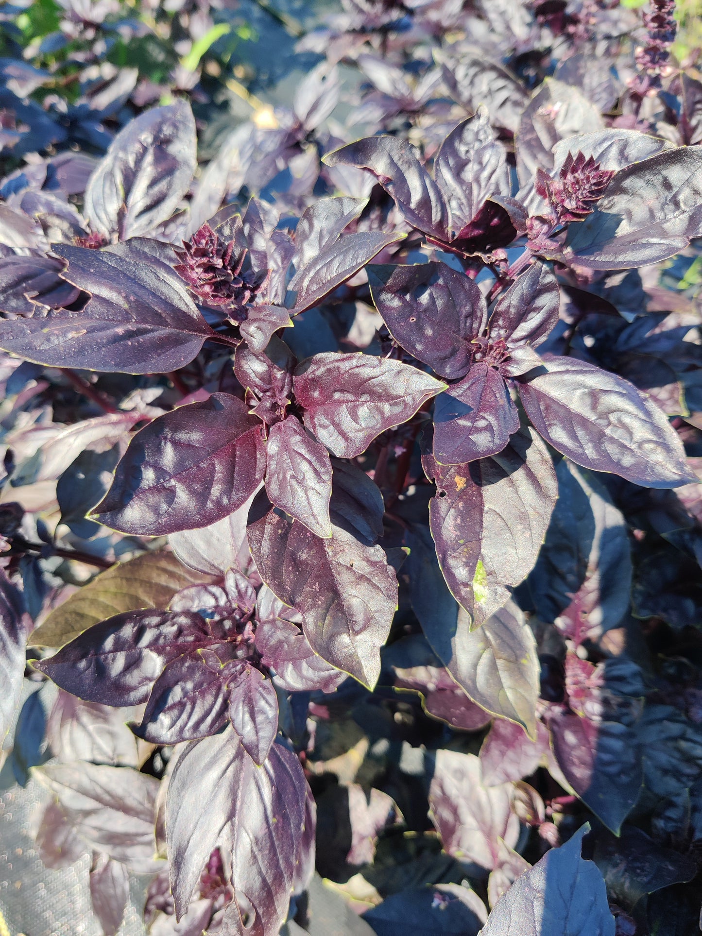 Basil (Red)