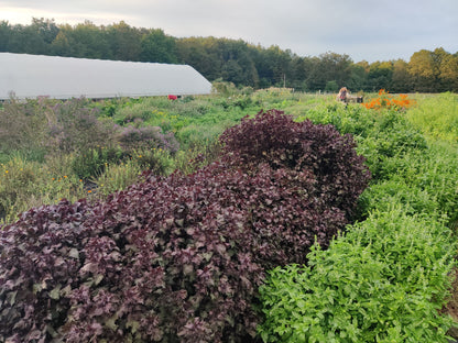 Shiso (Red)