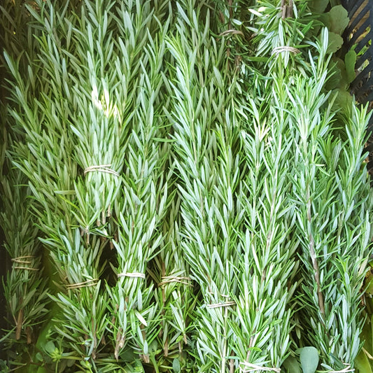 Rosemary