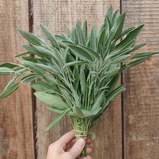 Sage