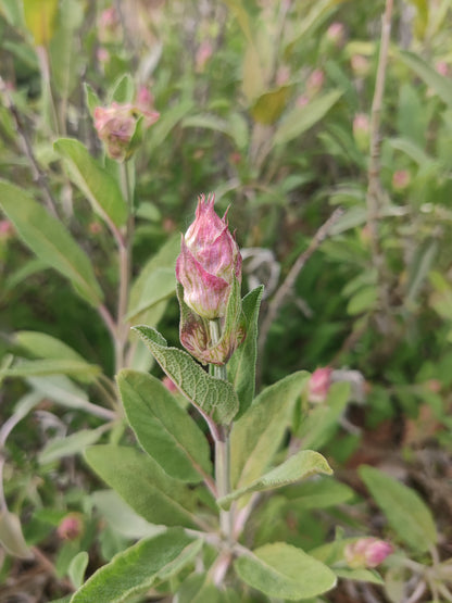 Sage, garden