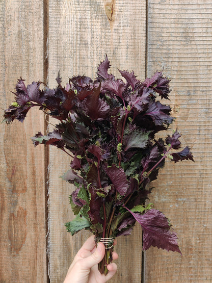 Shiso (Red)