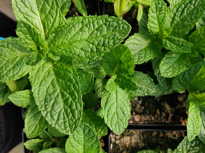 Dried Spearmint