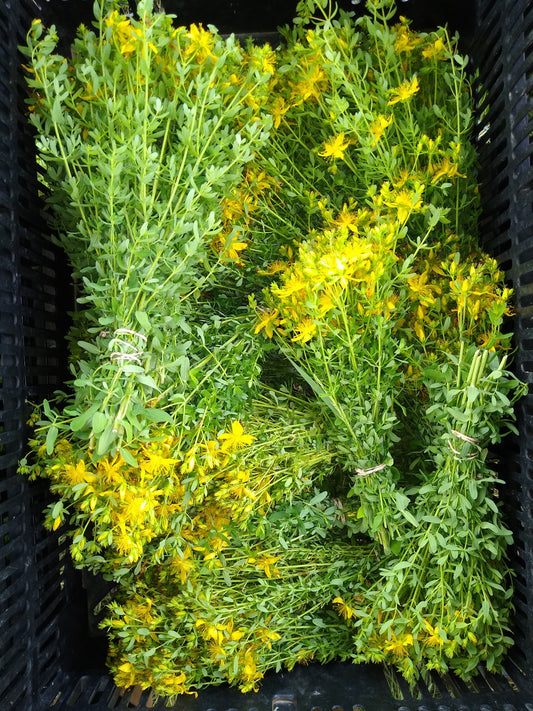 St Johns Wort