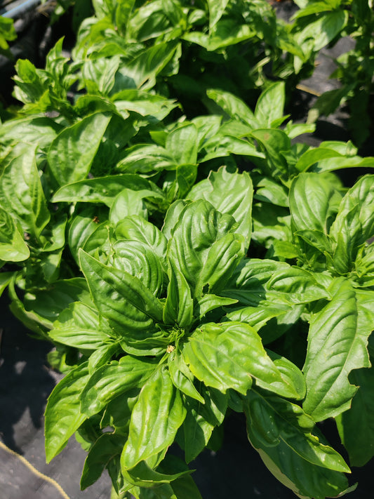 Basil (Sweet)