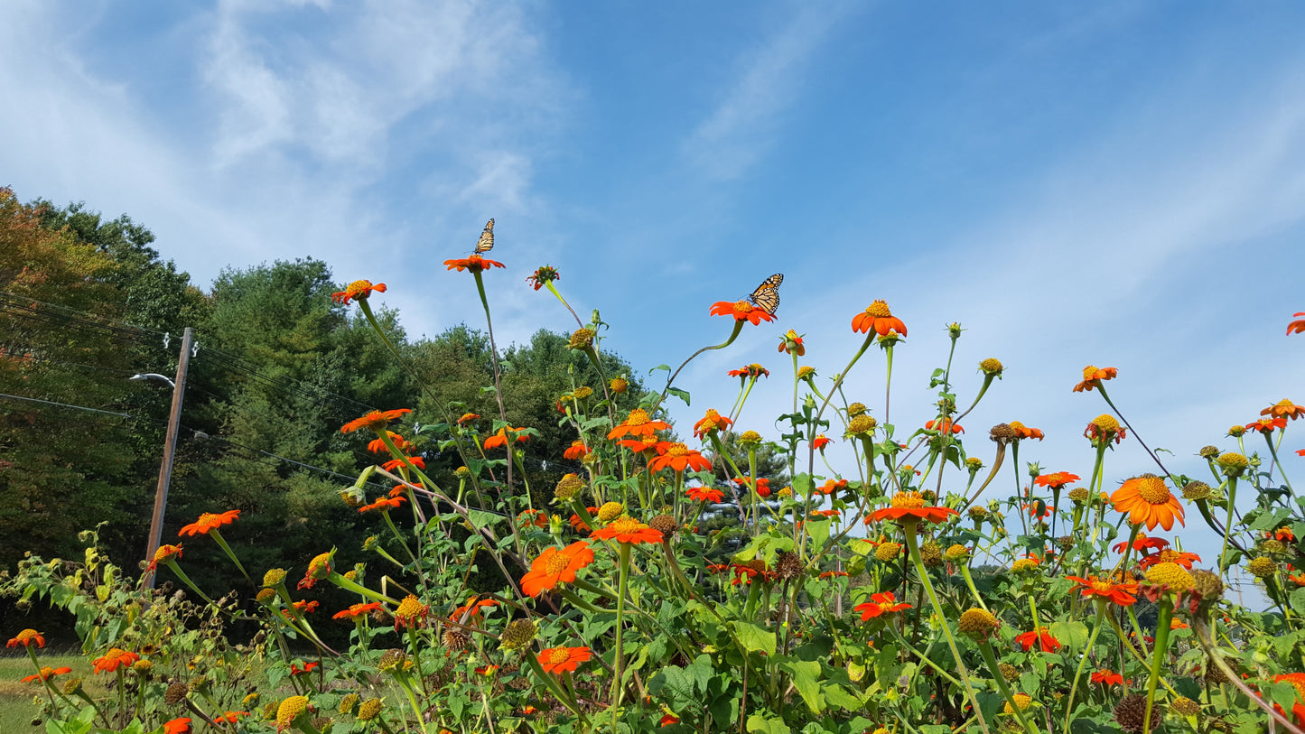 Tithonia flowers (4-pack)